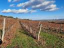 Weinberg zum Verkauf am Stadtrand von Visonta