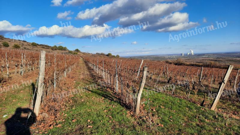 Weinberg zum Verkauf am Stadtrand von Visonta