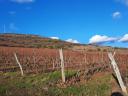 Weinberg zum Verkauf am Stadtrand von Visonta