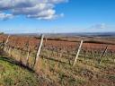 Weinberg zum Verkauf am Stadtrand von Visonta