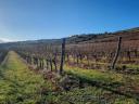 Weinberg zum Verkauf am Stadtrand von Visonta