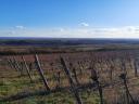 Weinberg zum Verkauf am Stadtrand von Visonta