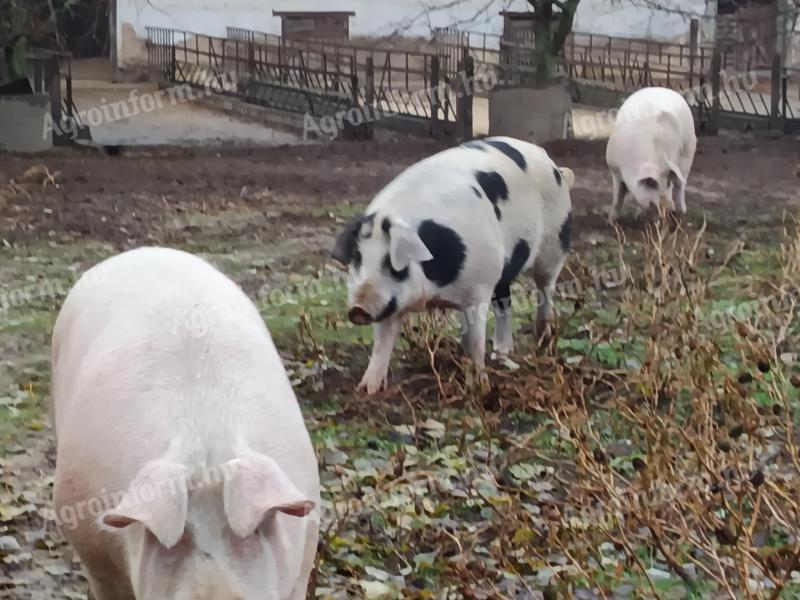 Tuczniki z wolnego wybiegu o dużej masie ciała