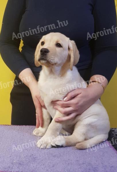 Labradorský retriever chlapci a dievčatá