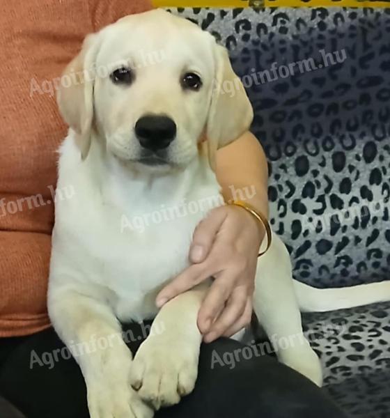 Labrador Retriever-Jungen und -Mädchen