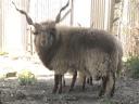 Racka sheep kos