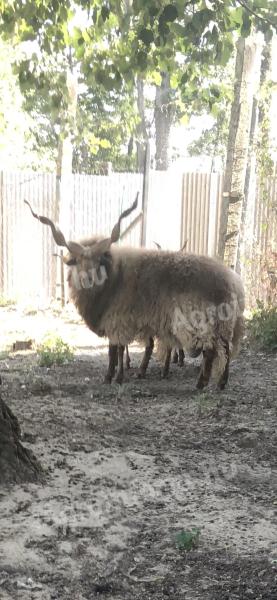 Racka sheep kos