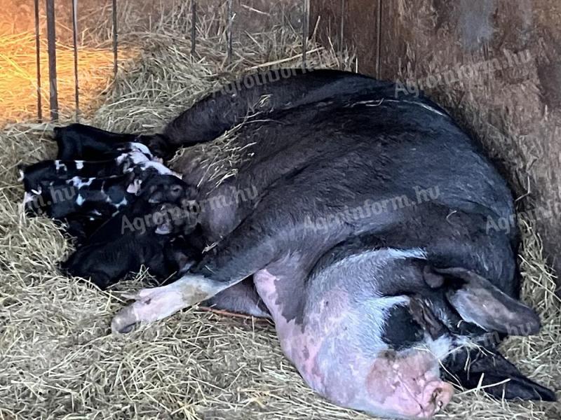 Ferkel von Mutter Berkshire und Vater Korvald stehen zum Verkauf