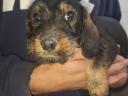 Spiny-haired dachshund puppies