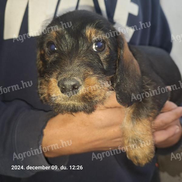 Spiny-haired dachshund puppies