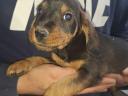 Spiny-haired dachshund puppies