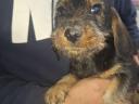 Spiny-haired dachshund puppies