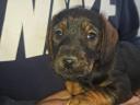 Spiny-haired dachshund puppies