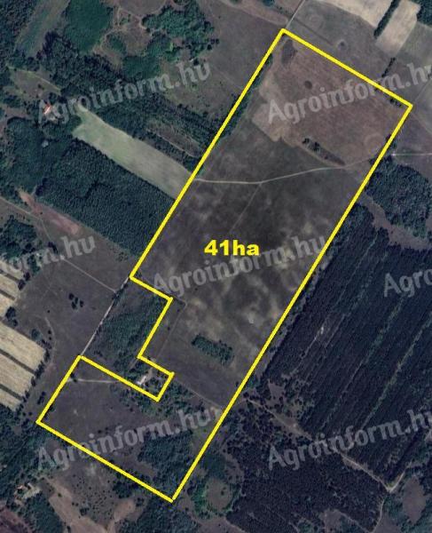 41 hectares of land for sale in Kiskunhalas, even suitable for afforestation