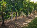 For sale 25.68 hectares of vines 1.3 m/ha - good condition