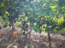 For sale 25.68 hectares of vines 1.3 m/ha - good condition