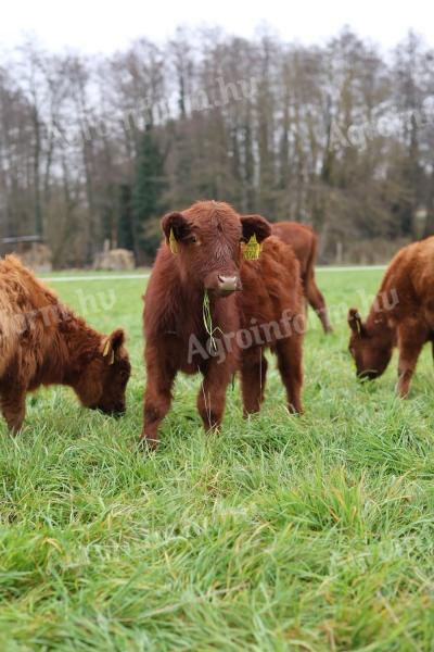 Cielęta Aberdeen Angus na sprzedaż