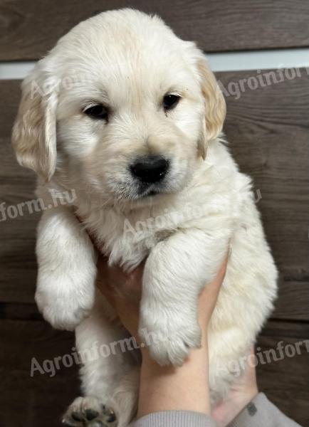 Golden Retriever puppies