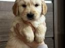 Golden Retriever puppies