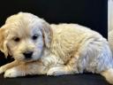 Golden Retriever puppies