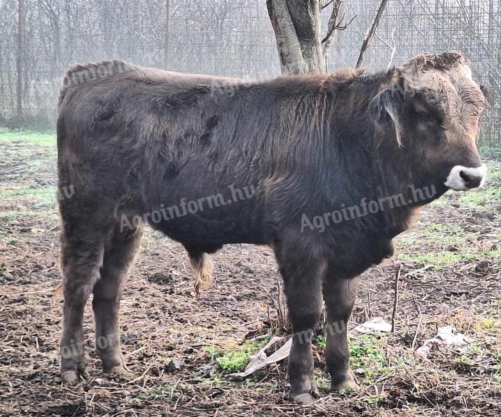 Carpathian veal calf with badger