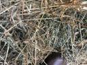 Round bale of lucerne from container