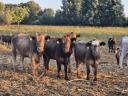 Pflanzen- und Viehzuchtbetrieb zum Verkauf in Bordány