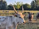 Pflanzen- und Viehzuchtbetrieb zum Verkauf in Bordány