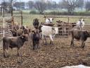 Pflanzen- und Viehzuchtbetrieb zum Verkauf in Bordány