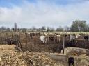 Pflanzen- und Viehzuchtbetrieb zum Verkauf in Bordány