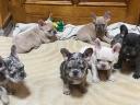 French bulldog puppies