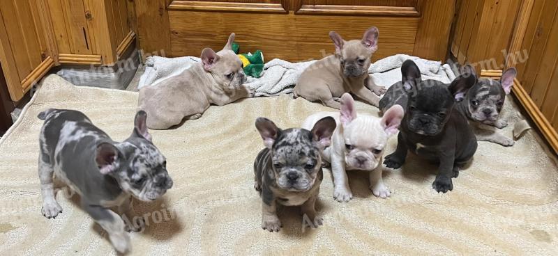 French bulldog puppies