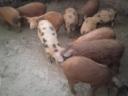 Durok-pietrain piglets for sale