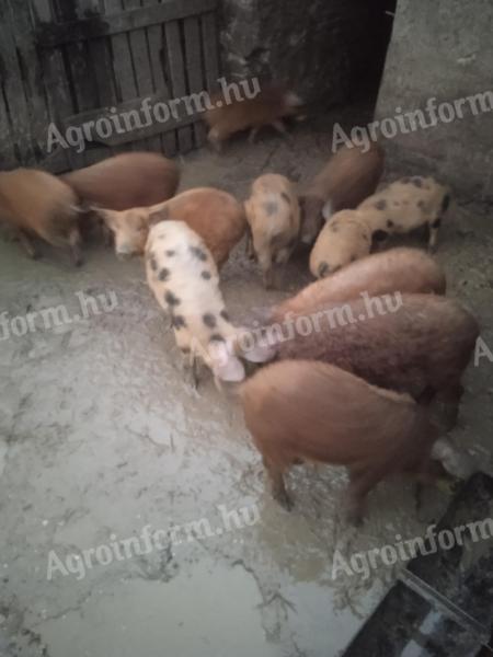 Durok-pietrain piglets for sale