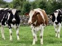 I am looking for Holstein and Magyartarka heifers up to 12 months old at market price