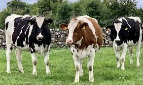 I am looking for Holstein and Magyartarka heifers up to 12 months old at market price