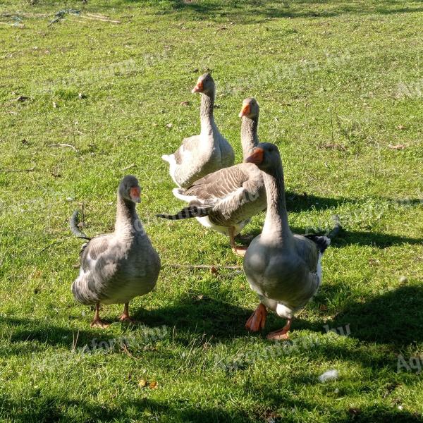 Home reared farmyard goose flock for sale in Kiskunfélegyháza: 3 geese and 1 hen