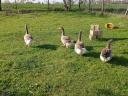 Home reared farmyard goose flock for sale in Kiskunfélegyháza: 3 geese and 1 hen