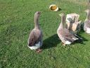 Home reared farmyard goose flock for sale in Kiskunfélegyháza: 3 geese and 1 hen