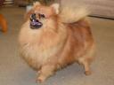 Spitz, Spitz pedigree dogs for sale from breeder