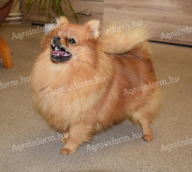 Spitz, Spitz pedigree dogs for sale from breeder