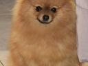 Spitz, Spitz pedigree dogs for sale from breeder