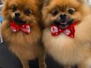 Spitz, Spitz pedigree dogs for sale from breeder