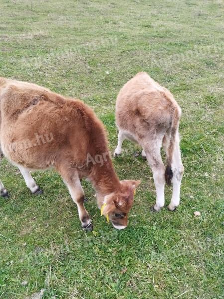 Bull calves for sale