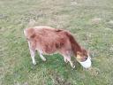 Bull calves for sale