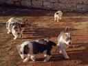 Central Asian Shepherd puppies available for adoption