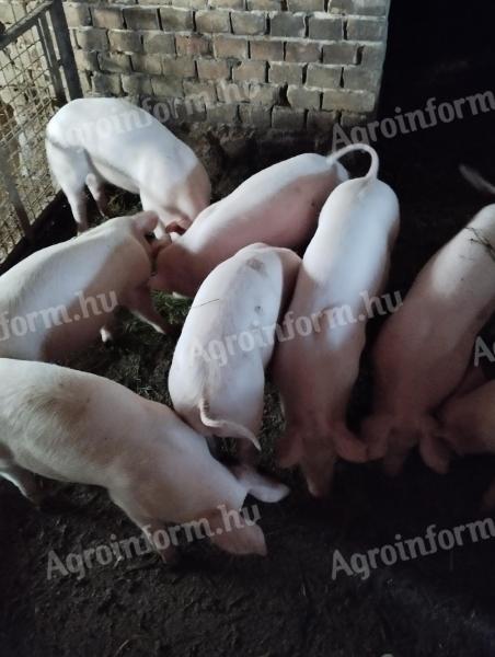 Election piglets for sale