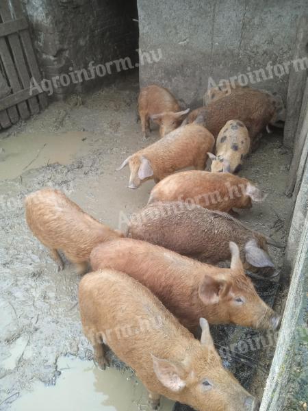 Durok-pietrain piglets for sale