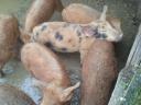 Durok-pietrain piglets for sale