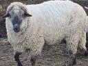 Rams for sale